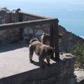 Gibraltar Monkey2